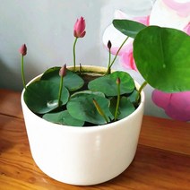 실내 화분에 심은 녹색 식물 꽃 수련 연꽃 씨앗 수생 그릇 연꽃 씨앗 수경 식물 사계절 잘 심기, 1 파운드, 자문 서비스