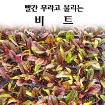 [모종심는아빠] 빨간 무라고 불리는 비트, 25개