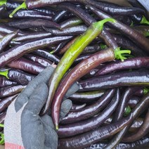 농랑부랑 2023년 미인고추 가지고추 미인보라고추 특 1kg 2kg