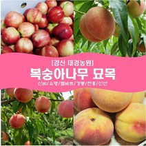 복숭아나무 묘목2년생(접목1년) 경산대경농원 신비/유명/엘바트/경봉/천홍/신선 [각종 묘목/조경수/약용식물 다량보유], 천홍, 특묘