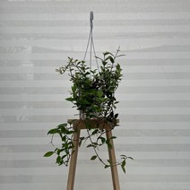 [다은꽃농원]바람개비 꽃 초설 백화등 자스민 향 키우기쉬운 실내공기정화식물 실내인테리어식물