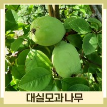 모과나무 묘목 대실모과 R4cm 결실주(분) 1개