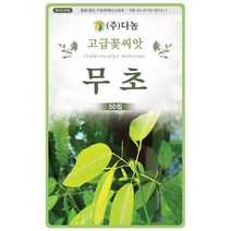 대엽 민들레 1000립 - 야생화 씨앗 꽃씨 씨 꽃씨앗 야생화씨앗 고급꽃씨 고급꽃씨앗 민들레씨 민들레씨앗, 06_다농_무초(50립)