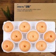 나주배 5kg 9-10과 가정용