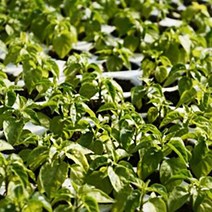 육모장 직송 애플수박 모종 5주 10주 베란다텃밭 주말농장, 애플수박 모종 10주