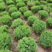 옥향나무 둥근향나무 묘목 30cm 내외