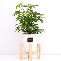 아침향기 실내공기정화식물 세라믹 원형화분 화이트, 1개, (세라믹화분) 홍콩야자