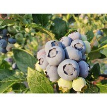 착한가격 왕블루베리3년생 2주 과수 유실수 과일나무 재배하기, 1개