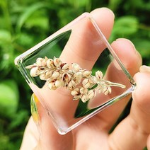 리얼 곤충 수지 표본 삽갑 거미 게 달팽이 전갈 물고기 해양 식물 호박 동물 수지 진충, 갈색 수수개