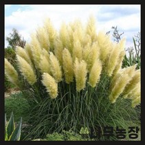 (나무농장) 야생화 팜파스그라스(흰색) 포트 ( 2주묶음 )