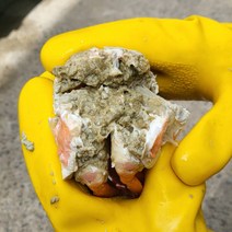 포항 구룡포 홍게 100% 선주 산지 직송 품질과 수율 확실 보장, 2KG, 고급홍게 6-8마리