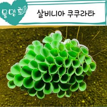 [물멍초] 치어의 놀이터가 되어줄 부상수초 살비니아 쿠쿠라타 5뿌리