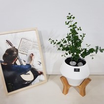 베스트플랜트 반려식물 신형우드스탠드 유칼립투스 파키라 녹보수 인삼팬더 멜라니고무나무 바오밥석화 무늬벤자민 거북알로카시아, 1개, 유칼립투스+신형우드스탠드+화이트모던화분+분갈이