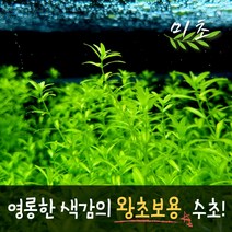 [미초] 펄그라스 수초 10촉 / 유경수초 / 초보자 수초 / 치어 수초