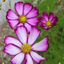 우리화훼종묘 코스모스 씨앗 - 피코티, 10개입