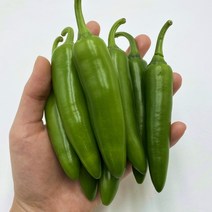 꼭지네 국내산 모닝고추 아삭이고추 오이맛고추 안매운고추 특품 1kg 3kg 5kg 10kg, 모닝고추(특) 3kg