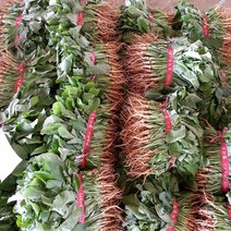 사천 햇 노지 생 고들빼기 고들배기 1단 1kg, 1개, 고들빼기 1단 1kg