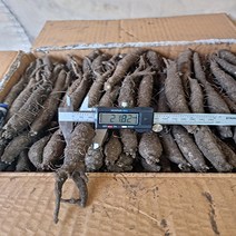 제주더덕 더덕, 1kg, 1개