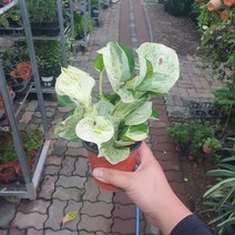 식물공장 무늬스킨 스킨몬스테라 15~25cm 59 수입식물 미세먼지제거식물