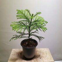 [공룡꽃식물원] 아라우카리아 크리스마스트리 89, 1개