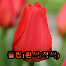 튤립 구근 알뿌리 (노랑3개+적색3개) 나무 묘목 튤립나무