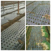 마늘부직포 마늘멀칭비닐10m 검정 5 구멍 뿌리 덮개 필름 PE 플라스틱 0.02mm 농업 식물 서리 보호 온난 한, 01 10 Meters_01 95CM Width
