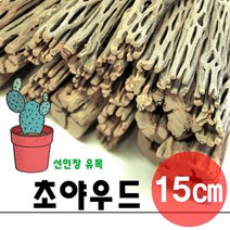 초야우드 15cm / 선인장유목 초야유목
