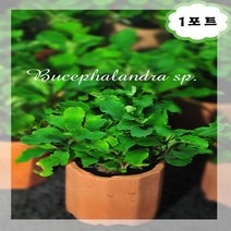 (주)가성아쿠아홈펫 부세 파란드라 sp 1포트, 1개