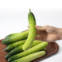 [팔도농장] 수분의 여왕 백 오이(특), 3kg