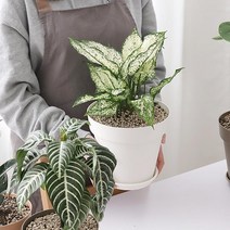 몬스테라 수국 싱고니움 식물 분갈이 화분 호박잎 고기채소 작물 고추 주말농장 텃밭, 브라운