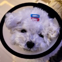 반투명 강아지 넥카라 깔대기 7호, 9개