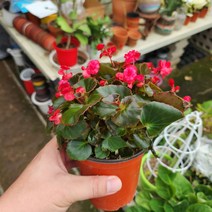 팝콘베고니아 01번 인기꽃식물 귀여운꽃