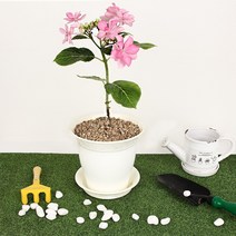 마이스타일 가든 유로화분 인테리어 예쁜 빈티지 화분받침세트 3호, 화이트