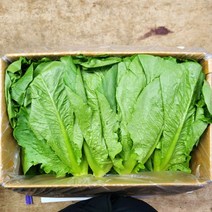 통로메인 상추 300g