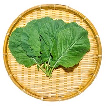 당일수확 친환경 GAP 유기농 쌈케일 1KG 녹즙