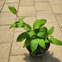 봄바람가든 왕다래 용성2호 4치장포트 다래묘목, 1개