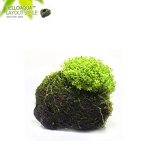 초보자도 키우기 쉬운 어항장식 포트수초 200종 모음, 109번) 모스포트수초 쿠바펄