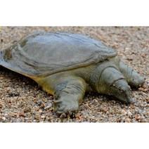 자라 양식장 민물자라 살아있는 상태 방생용 관상용 용봉탕 건강원 달인직판, 대(20cm)