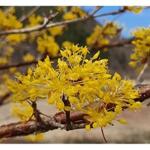 산수유나무 결실주 R2-3 분