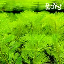 [풀미남 오픈이벤트] 그린카붐바 3촉 / 초보자도 키우는 예쁜 수초