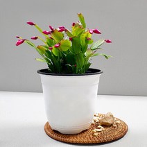 마이플랜트 [마이플랜트]게발 선인장 중형 가재발 꽃피는 다육이 전자파 차단 식물, 선택완료, 게발 선인장/중형