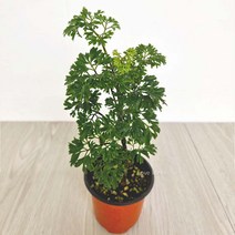 공기청정식물 키우기쉬운 폴리셔스 폴리시아스 실내공기정화식물