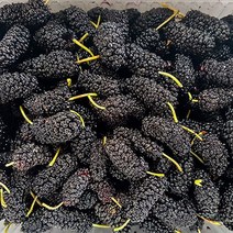 푸드맛봄 23년 고창 냉동 오디 특품 과상 2호 4kg(트레이), 단일옵션