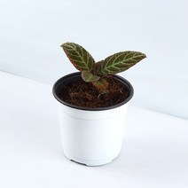 미미네가든 아르디시아 기간티폴리아 1포트 -희귀식물, 없음