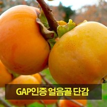 [우수농산물인증]밀양 얼음골 단감 10kg 61~70과, 단품