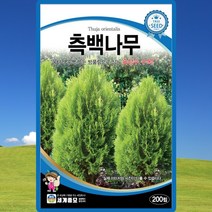측백나무 씨앗 측백 나무 씨 종자 200립, 단품