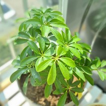 홍콩야자 공기정화식물 화분 꽃 키우기쉬운화초, 01_홍콩야자