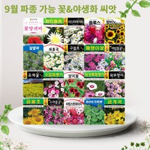 솔림텃밭몰 9월 파종 가능 꽃 야생화 씨앗 모음, 44. 금불초 500립, 1개