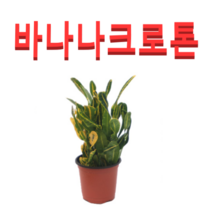(성실농원A)바나나크로톤화분(소)2그루 공기정화식물