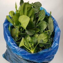 야채맘 해남 노지 시금치 4kg내외, 1개